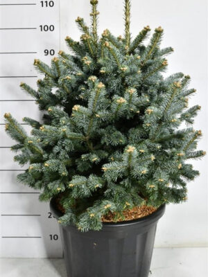 Abies lasiocarpa 'Compacta' - Vaxtinredarna.se