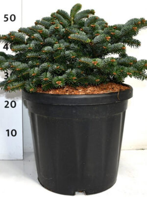 Abies nordmanniana 'Dobrichovice' - Vaxtinredarna.se