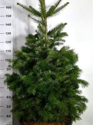 Abies nordmanniana - Vaxtinredarna.se