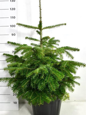 Abies nordmanniana - Vaxtinredarna.se