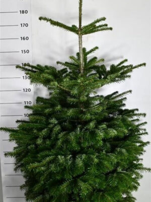 Abies nordmanniana - Vaxtinredarna.se