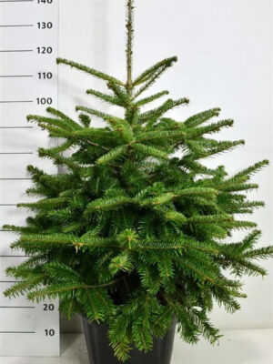 Abies nordmanniana - Vaxtinredarna.se
