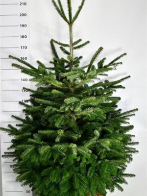 Abies nordmanniana - Vaxtinredarna.se