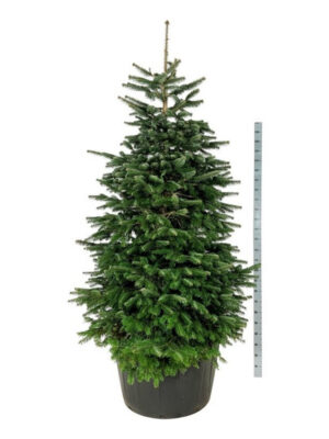 Abies nordmanniana - Vaxtinredarna.se
