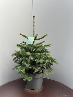 Abies nordmanniana - Vaxtinredarna.se