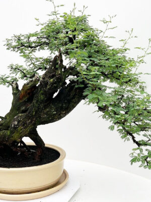 Acacia nilotica - Vaxtinredarna.se