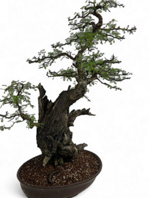 Acacia nilotica - Vaxtinredarna.se