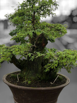 Acacia nilotica - Vaxtinredarna.se