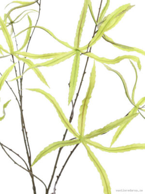 Acer - Vaxtinredarna.se
