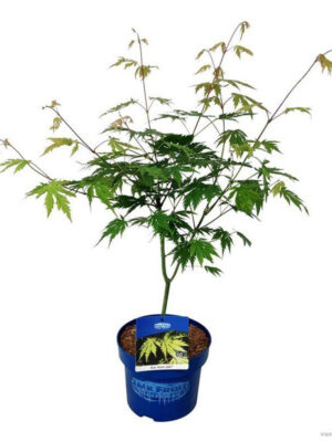 Acer 'Arctic Jade'