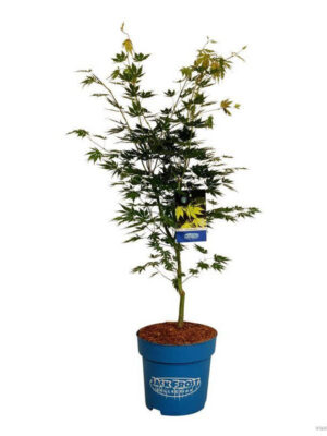 Acer 'Arctic Jade' - Vaxtinredarna.se