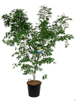 Acer 'Arctic Jade' - Vaxtinredarna.se