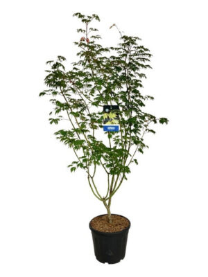 Acer 'Arctic Jade' - Vaxtinredarna.se