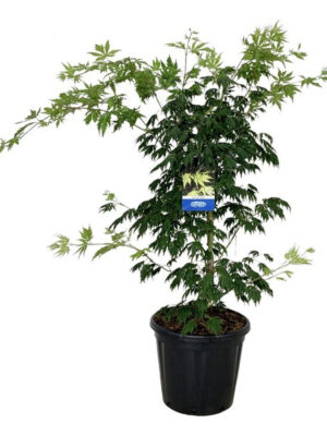 Acer 'Arctic Jade' - Vaxtinredarna.se