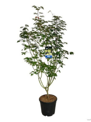 Acer 'Arctic Jade' - Vaxtinredarna.se