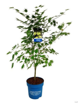 Acer 'Arctic Jade'