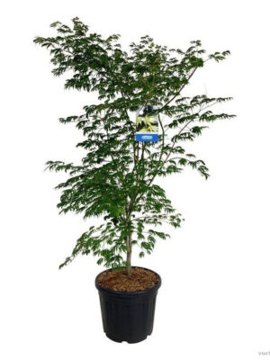 Acer 'Arctic Jade' - Vaxtinredarna.se