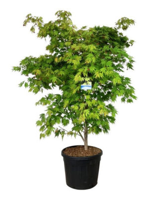 Acer 'Arctic Jade'