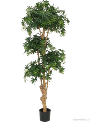 Acer Bonsai