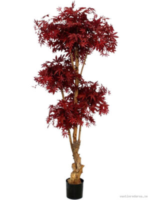 Acer Bonsai - Vaxtinredarna.se