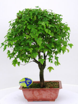 Acer buergerianum - Vaxtinredarna.se