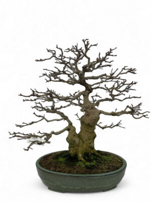 Acer buergerianum - Vaxtinredarna.se