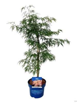 Acer 'Ice Dragon'