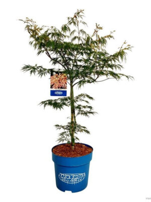 Acer 'Ice Dragon'