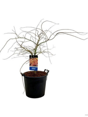 Acer 'Ice Dragon'
