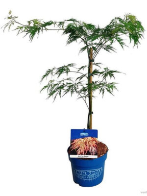 Acer 'Ice Dragon'