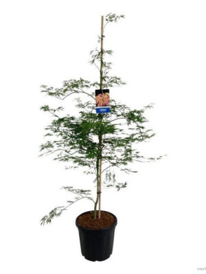 Acer 'Ice Dragon'