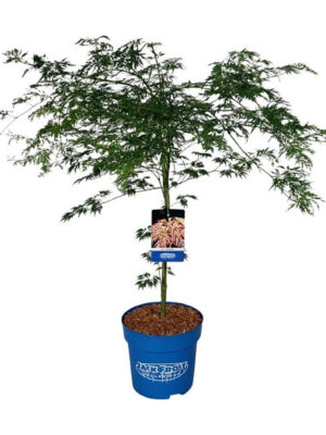 Acer 'Ice Dragon'
