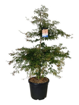 Acer 'Ice Dragon'