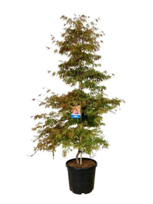 Acer 'Ice Dragon'