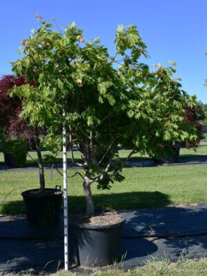 Acer japonicum 'Aconitifolium' - Vaxtinredarna.se