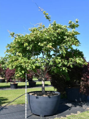 Acer japonicum 'Aconitifolium' - Vaxtinredarna.se