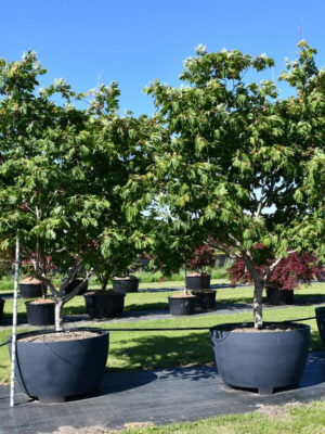 Acer japonicum 'Aconitifolium' - Vaxtinredarna.se
