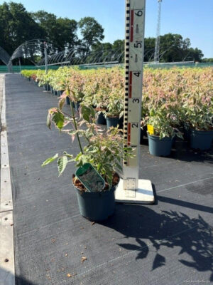 Acer negundo 'Flamingo' - Vaxtinredarna.se