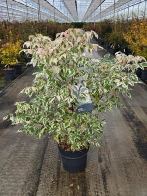 Acer negundo 'Flamingo' - Vaxtinredarna.se