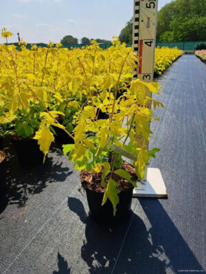 Acer negundo 'Kellys Gold' - Vaxtinredarna.se