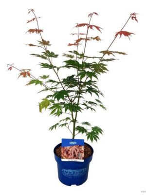 Acer 'North Wind'