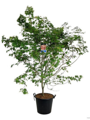 Acer 'North Wind'