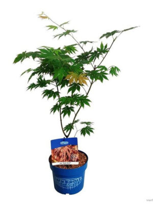 Acer 'North Wind'