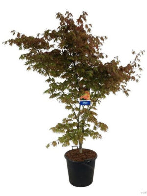 Acer 'North Wind'