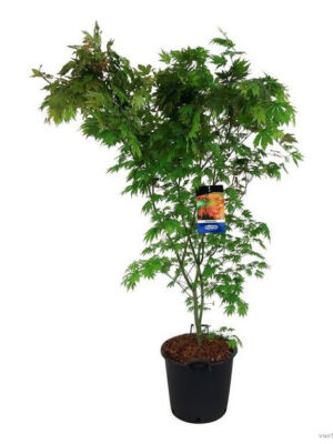 Acer 'North Wind'