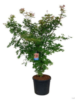 Acer 'North Wind'