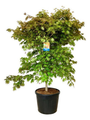 Acer 'North Wind'
