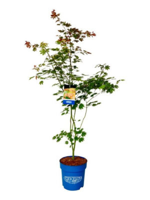 Acer 'North Wind'