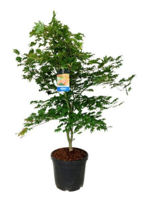 Acer 'North Wind'