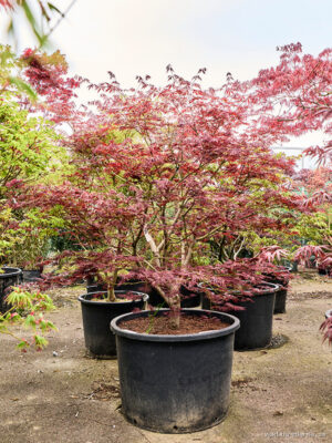 Acer pal. 'Atropurpureum' - Vaxtinredarna.se